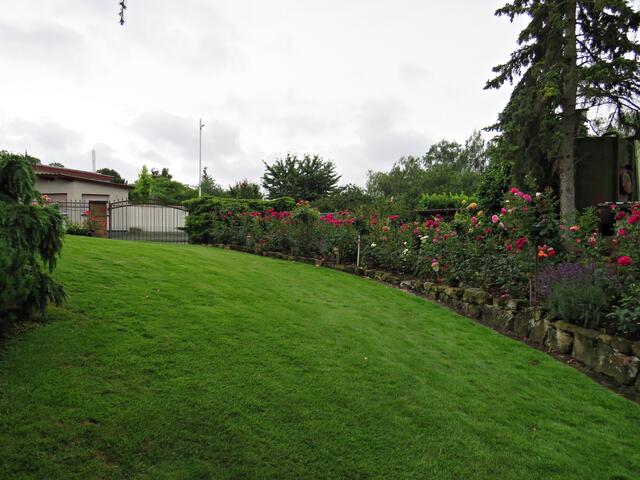 Rosen und Rasen | Foto: Brigitte Melder