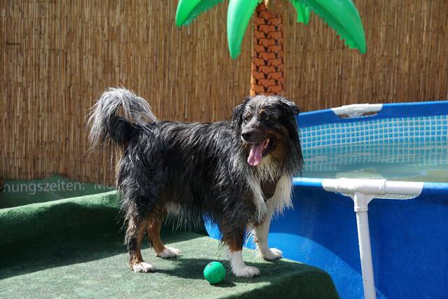 Spielen im Wasser oder doch lieber im Schatten chillen? Dieser vierbeinige Besucher ist noch unschlüssig | Foto: Kai Zöller/Tierrettung Kindsbach