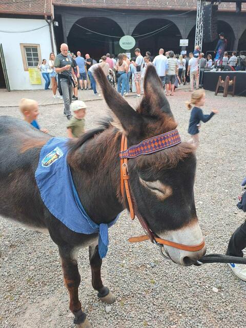 Esel Ben, das Maskottchen des Eselshautfestes in Mußbach | Foto: Ulrike Ipach und Markus Pacher
