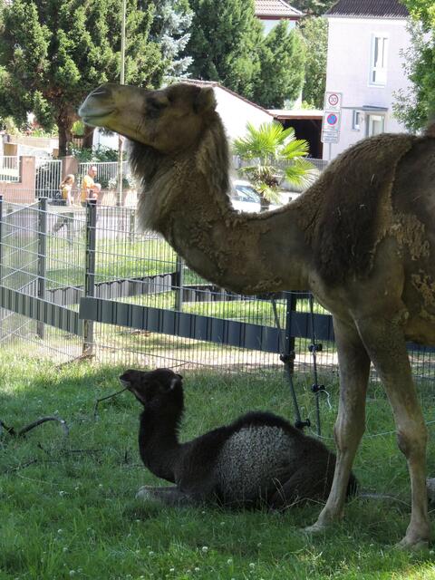 Malika mit ihrer Mutter Jaqueline | Foto: Zoo Landau