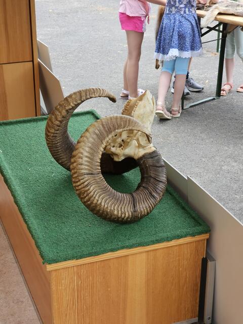 Viele Tierpräparate gibt es in dem Anhänger | Foto: Gisela Böhmer