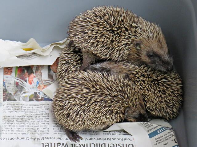 Da gehts drunter und drüber | Foto: Brigitte Melder