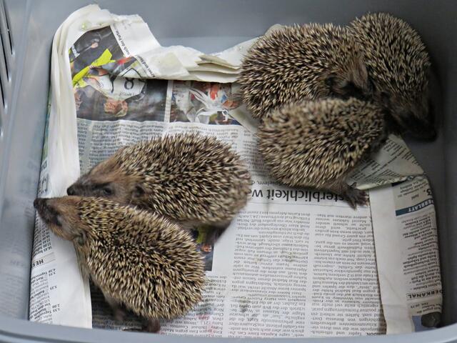 Alle satt, dann ab ins Bett | Foto: Brigitte Melder