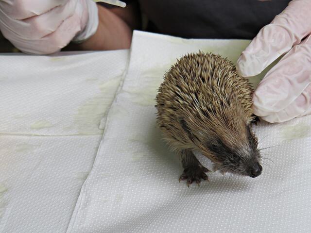 Impressionen | Foto: Brigitte Melder