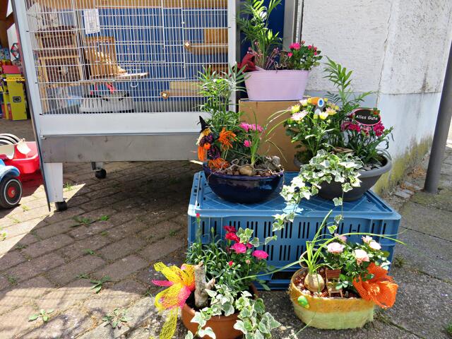 Auch Pflanzen im Angebot | Foto: Brigitte Melder