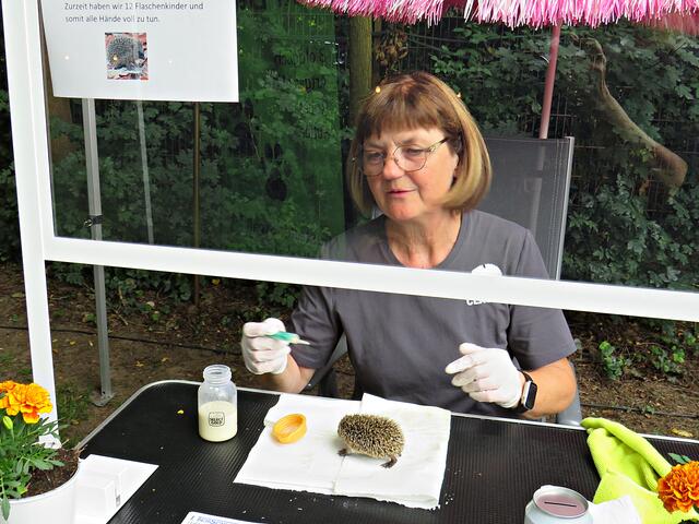 Claudia Klippel füttert mit einer Pipette die Igelkinder | Foto: Brigitte Melder