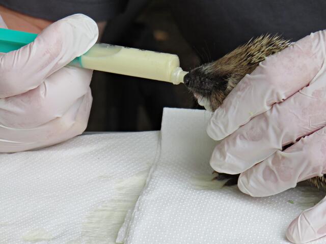 Live dabei, wenn gefüttert wurde | Foto: Brigitte Melder