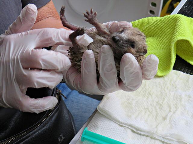 Massage am Bäuchlein | Foto: Brigitte Melder