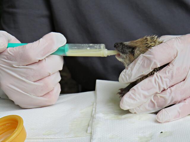 Guten Hunger | Foto: Brigitte Melder