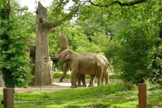 Zoo Karlsruhe | Foto: Marlene Deck