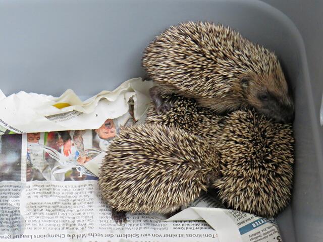 Vier satte Igelkinder | Foto: Brigitte Melder