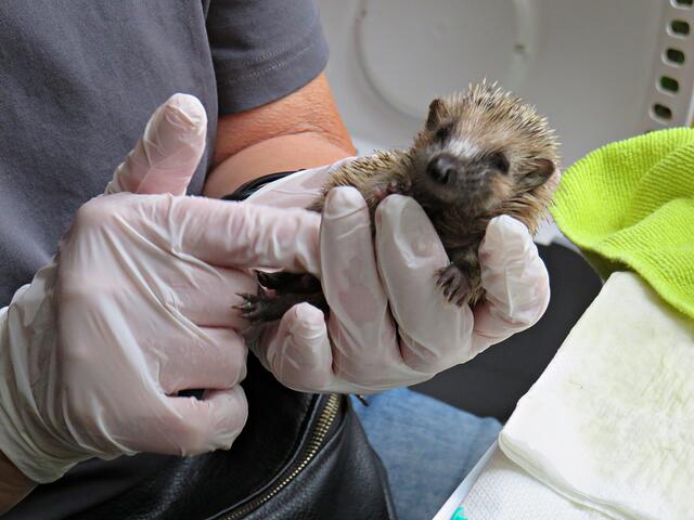 Das gefällt ihm | Foto: Brigitte Melder