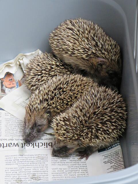 Impressionen | Foto: Brigitte Melder