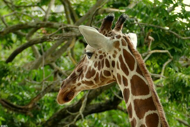 Zoo Karlsruhe | Foto: Marlene Deck