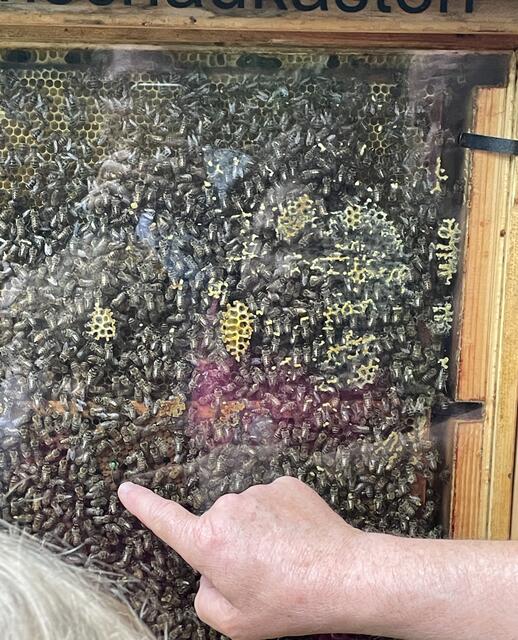 Die Königin war dank ihrer grünen Markierung im Bienenvolk gut zu erkennen | Foto: Mira Brühmüller