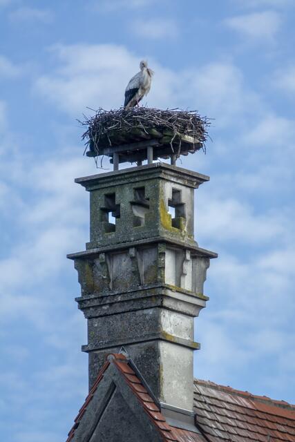 Familie Storch | Foto: G. Öfner