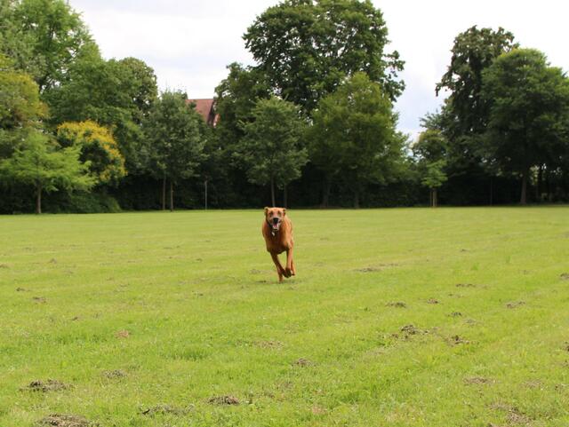 Nach Herzenslust toben: Das geht auf der neuen Hundewiese | Foto: Stadt Speyer/gratis