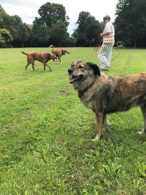 Hunde von Mitarbeiterinnen und Mitarbeitern der Stadtverwaltung haben die Hundefreilaufwiese am Rhein gleich mal ausprobiert | Foto: Stadt Speyer/gratis