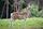 Damwild im Wild- und Wanderpark | Foto: WWP