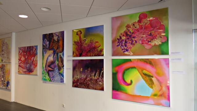 Moschusmalve, Wiesensalbei, Schwarze Königskerze, Wiesensalbei | Foto: Brigitte Melder