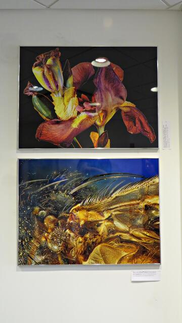 Deutsche Schwertlilie und blaue Schmeißfliege | Foto: Brigitte Melder