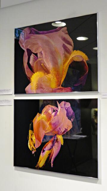 Zweimal Schwertlilie von Rolf Schreiber | Foto: Brigitte Melder