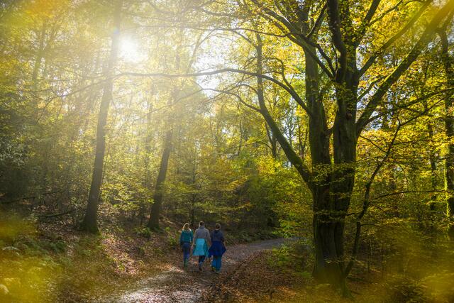 Wandern im Pfälzerwald | Foto: Landesforsten.RLP/J. Fieber