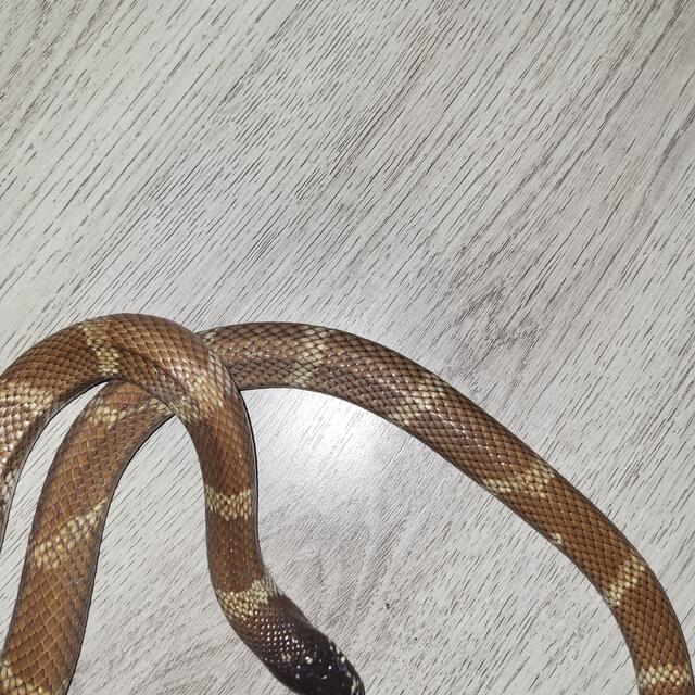 die gerettete Kalifornische Kettennatter  | Foto: Keßler/gratis