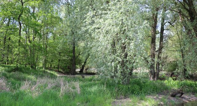 herrliche Aussichten entlang der Rheinauen | Foto: Heike Schwitalla