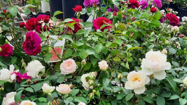 Foto: Kristin Hätterich