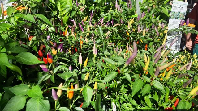 Foto: Kristin Hätterich