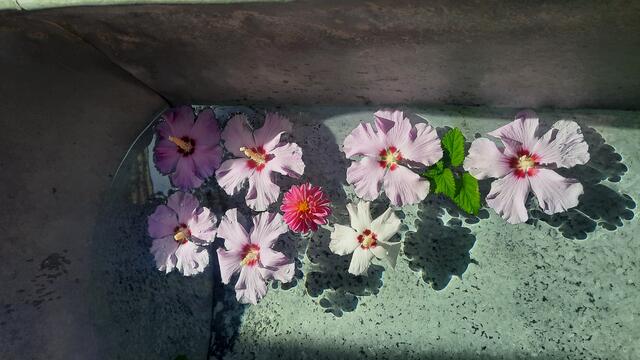 Foto: Kristin Hätterich