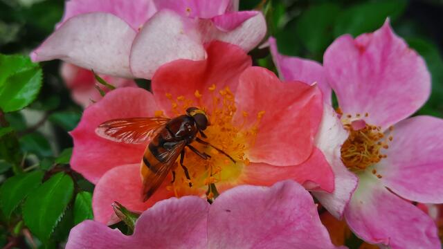 Foto: Kristin Hätterich