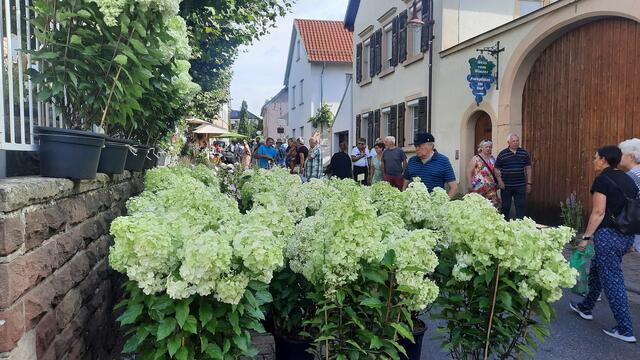 Foto: Kristin Hätterich