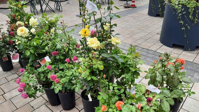 Foto: Kristin Hätterich