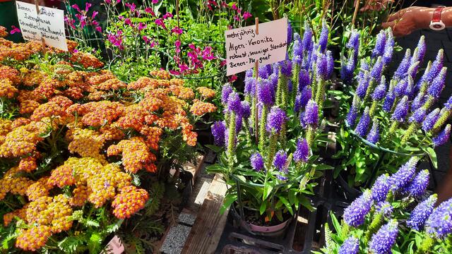 Foto: Kristin Hätterich