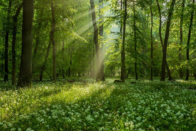 Motiv April: Bärlauchfeld bei Hayna | Foto: Georg Beck