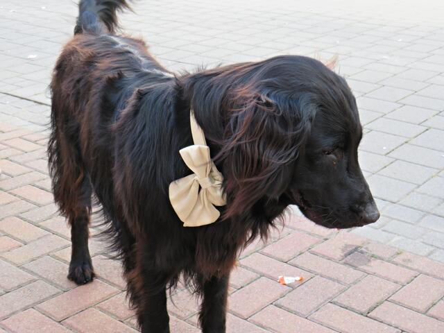 Auch der Haus- und Hofhund war feierlich geschmückt | Foto: Brigitte Melder