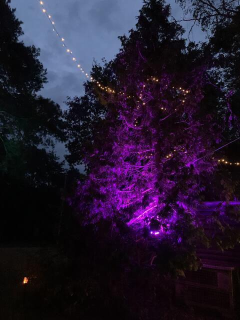 Lichterbaum | Foto: Berthold Müller