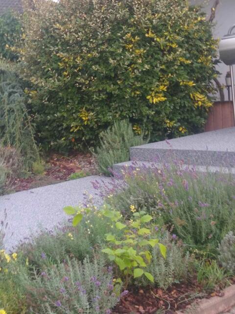 Der Ahornbaum von Deutschlandrundfahrtsieger Ortwin Czarnowski hat seinen Platz in Rudis Garten inzwischen gefunden.  | Foto: Rudi Birkmeyer