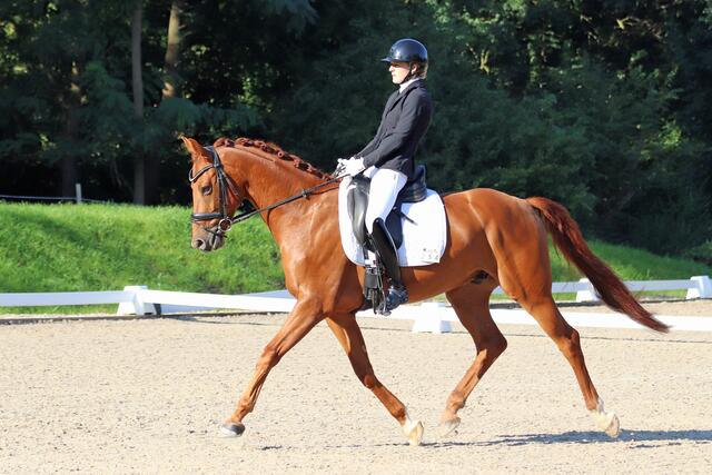 Bei Reitturnier auf der Pfalzmühle Haßloch geht's im Dressurviereck bis zu den Klassen L und M.  | Foto: Andrea Kerth