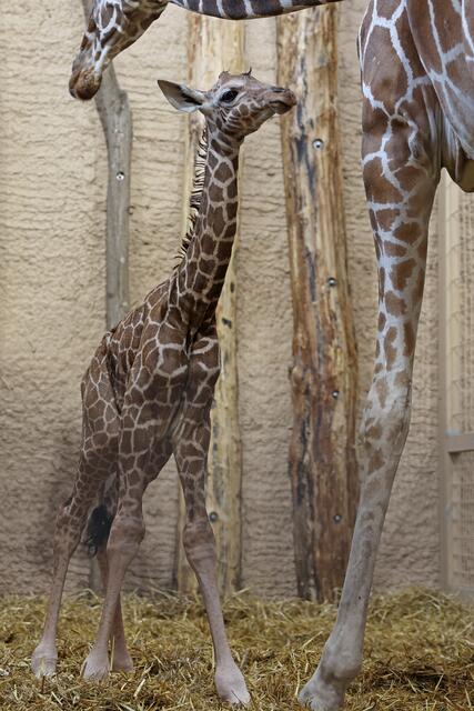 Foto: Zoo Karlsruhe/ Timo Deible