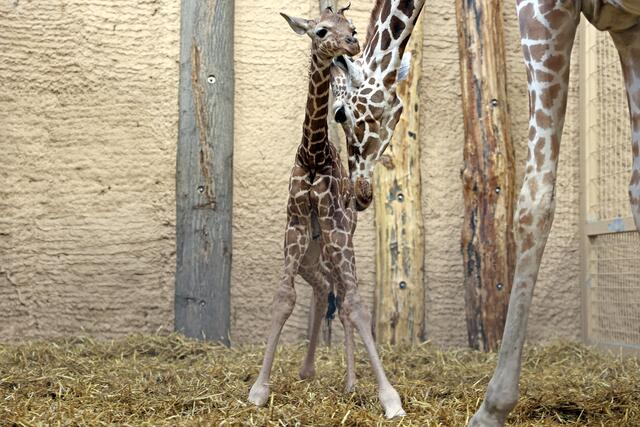 Foto: Zoo Karlsruhe/ Timo Deible