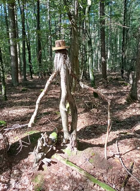 Im Zauberwald 1 | Foto: Ich