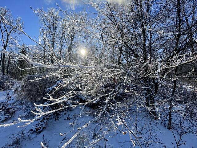 32 Winterzauber am Hermersbergerhof, bei Besuch des Luitpoldturms am 20.01.2024 | Foto: Carmen Frary