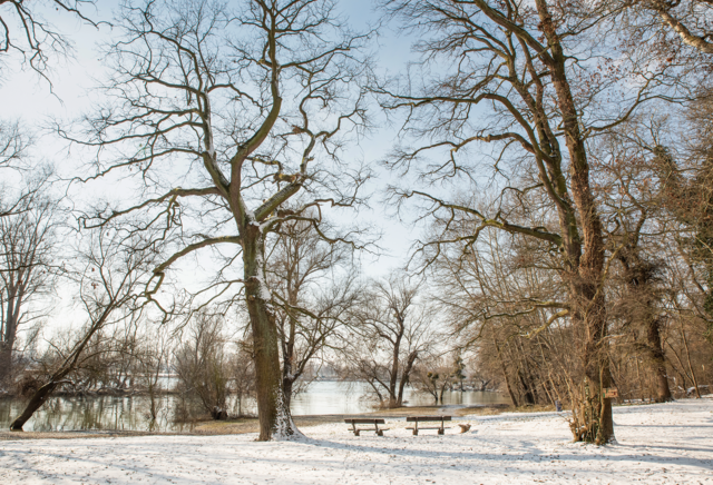 25 Silberpappel am Altrheinarm | Foto: Walter Hock