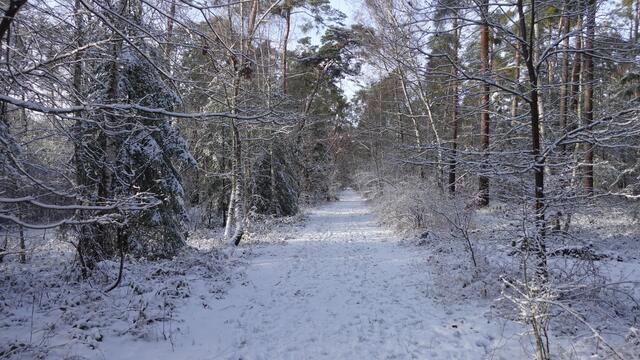 43 Speyerer Wald bei Schnee | Foto: Sarah Brunner