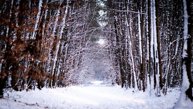 55 Erster Schnee 2025 - Nachmittagssonne im Kammerforst in Graben-Neudorf | Foto: Regina König