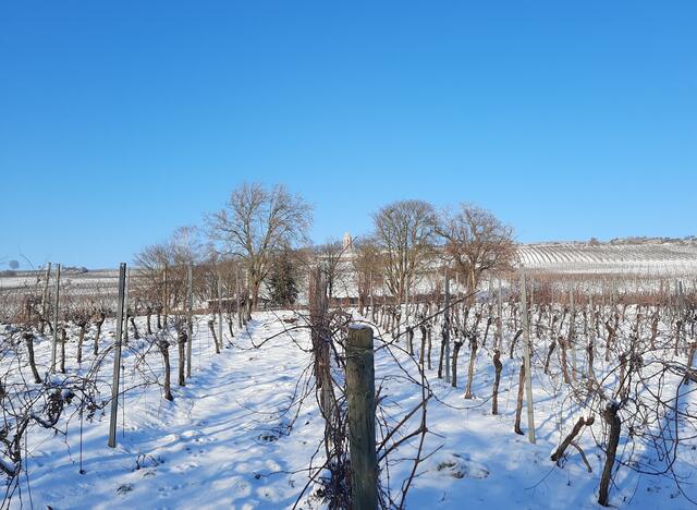 40 Schneelandschaft im Januar.
In der Bildmitte das Zeller Denkmal. | Foto: Dagmar Bürcky-Bernhard