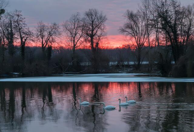 22 Sonnenaufgang übern Fischmal in Leimersheim | Foto: Wilfried Glauber